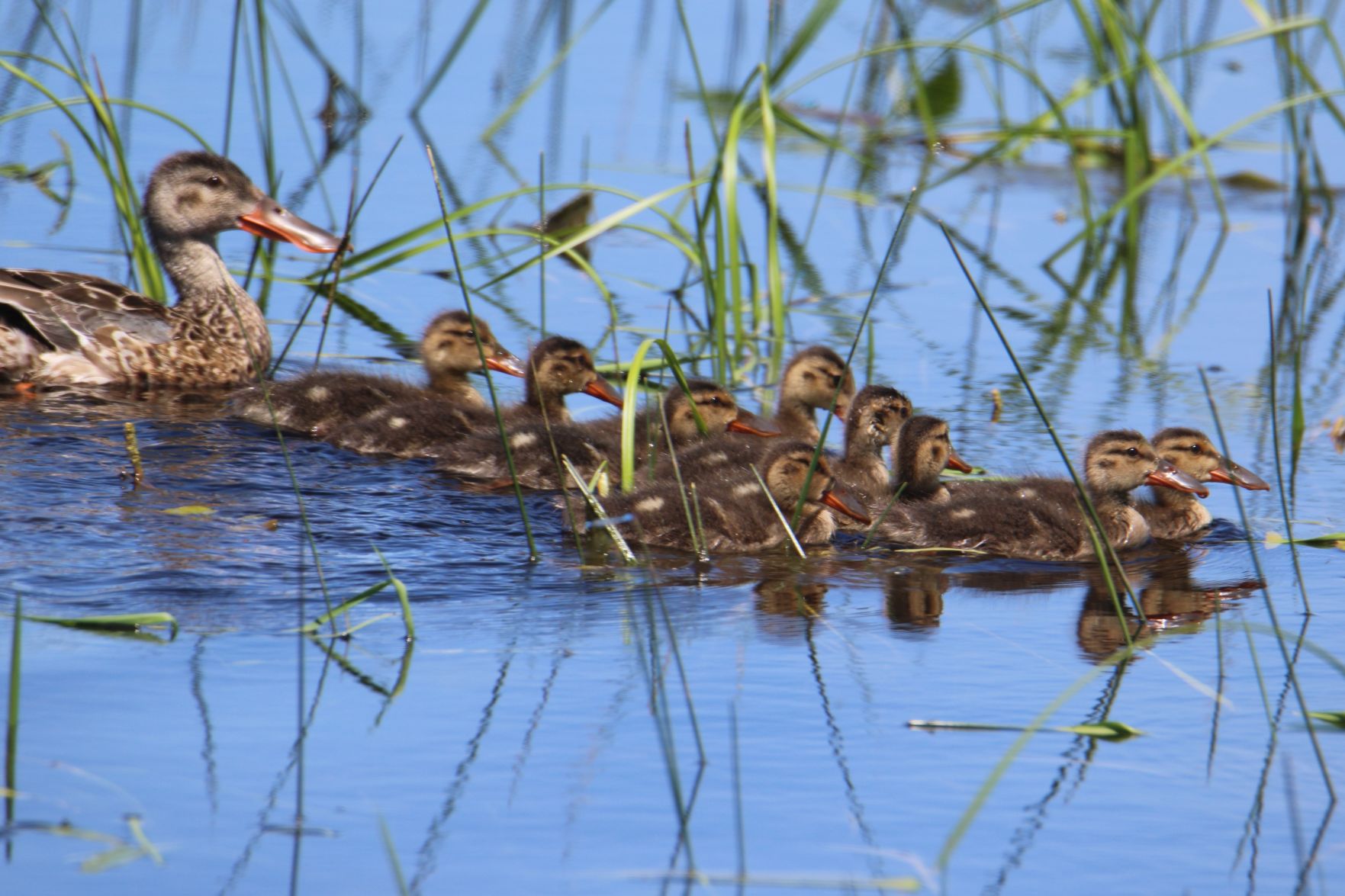 A Northern Shoveler Family